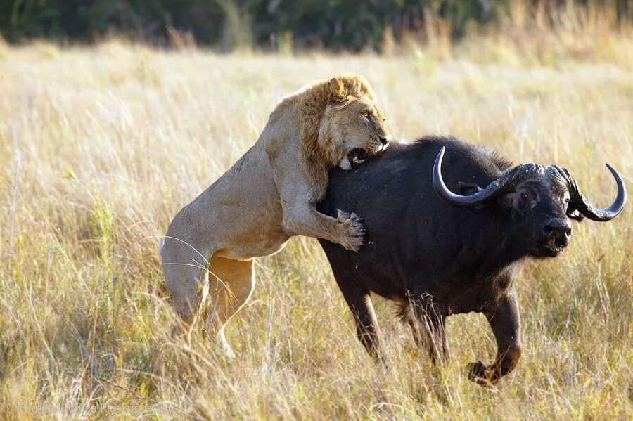 Поедание хищников. Охота Львов в дикой природе на буйволов. Лев охотится. Инстинкты животных. Естественный отбор в природе.
