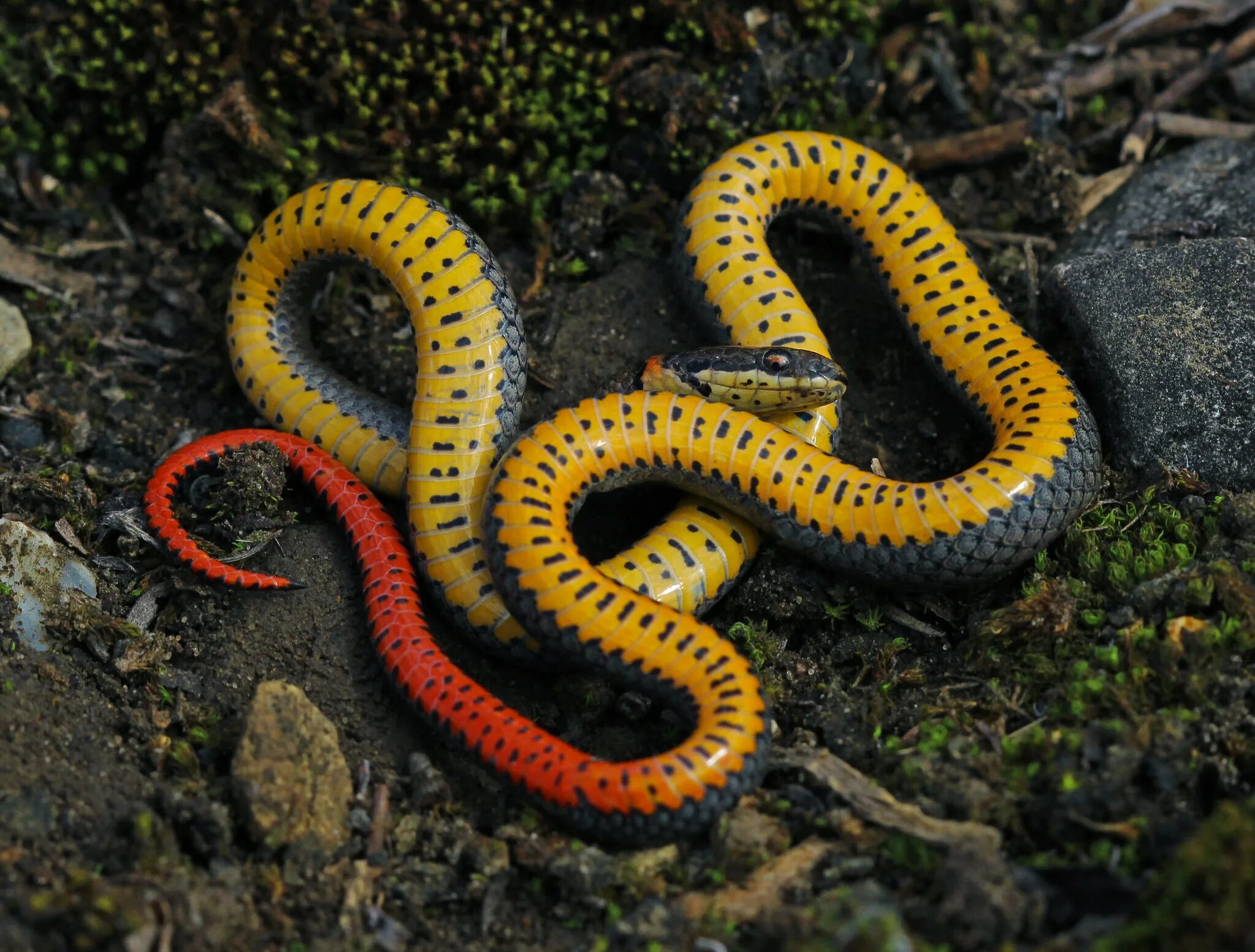 Змей 4 букв сканворд. Королевская ошейниковая змея. Точечная ошейниковая змея (Diadophis SP.). Точечная ошейниковая Королевская змея. Королевская ошейниковая змея голубая.