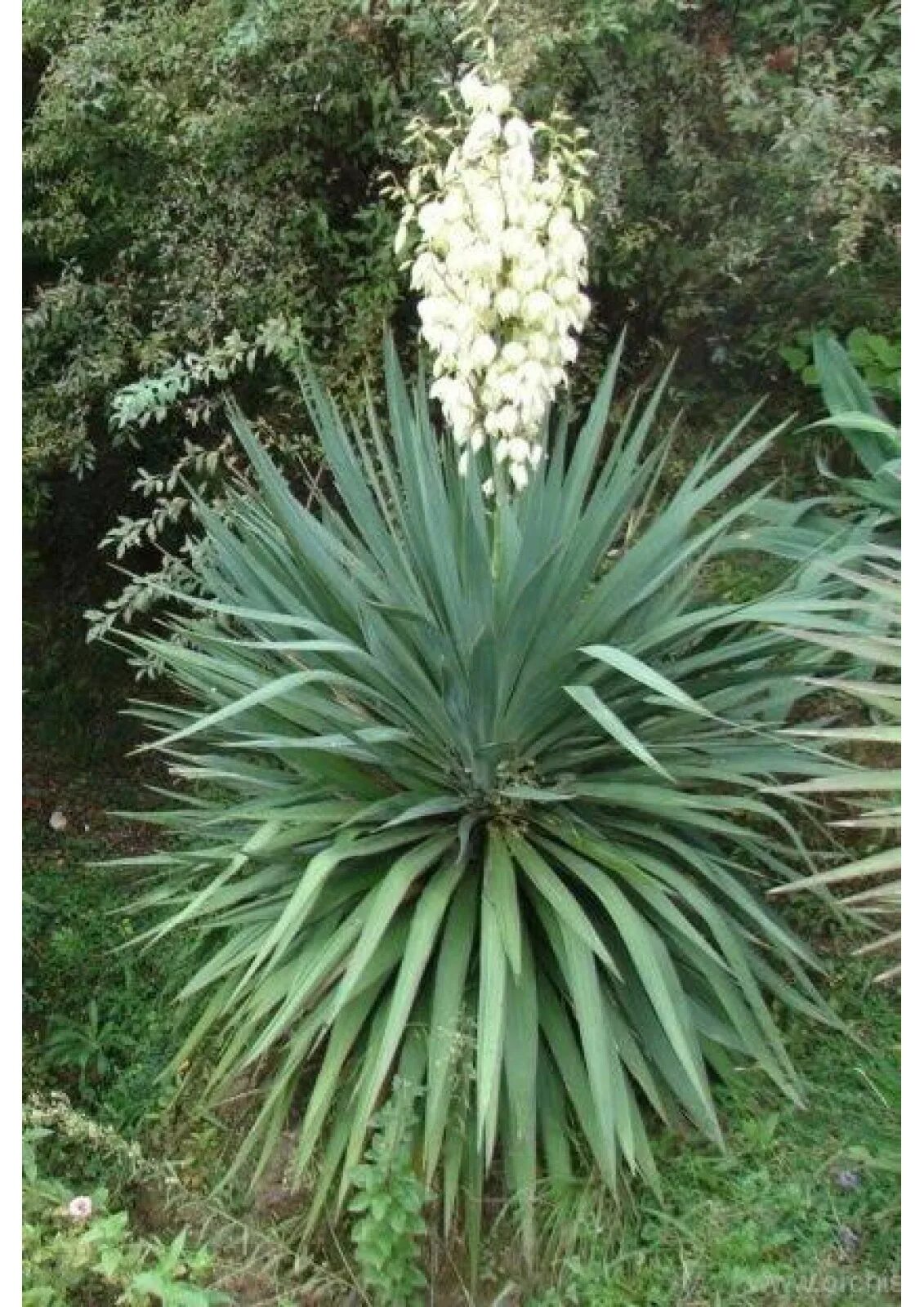 Садовые цветы юкка. Цветок Юкка нитчатая. Юкка нитчатая Садовая. Юкка нитчатая филаментоза. Садовая Юкка Юкка.