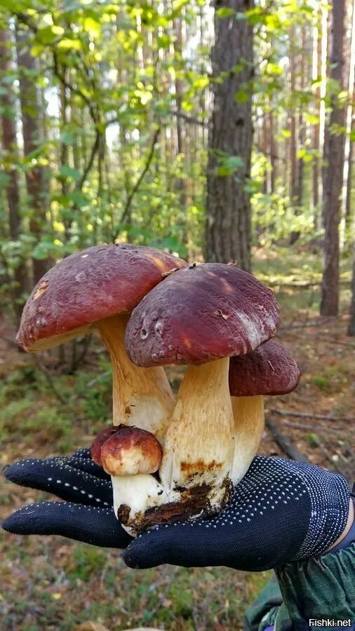 Грибы красноярского края красноярск