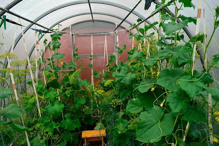 Огурцы парниковые. Что делать с огурцами в теплице. Огурцы в теплице. Томаты для теплицы. Парник на огуречную грядку.