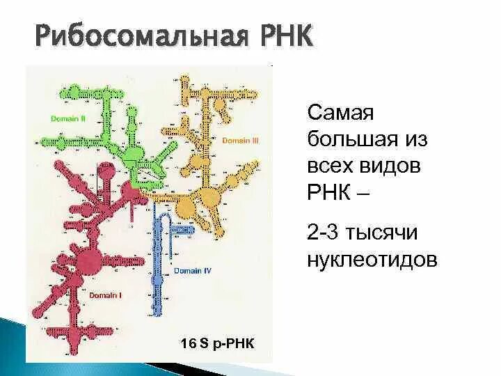 Вторичная структура рибосомальной РНК. Строение рибосомальной РНК. Строение РРНК биохимия. Рибосомы р РНК.