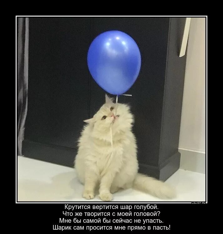 Песня шар крутится вертится. Кот шарик. Крутится вертится шар голубой. Кот и шарик голубой. Шар кот голубой.