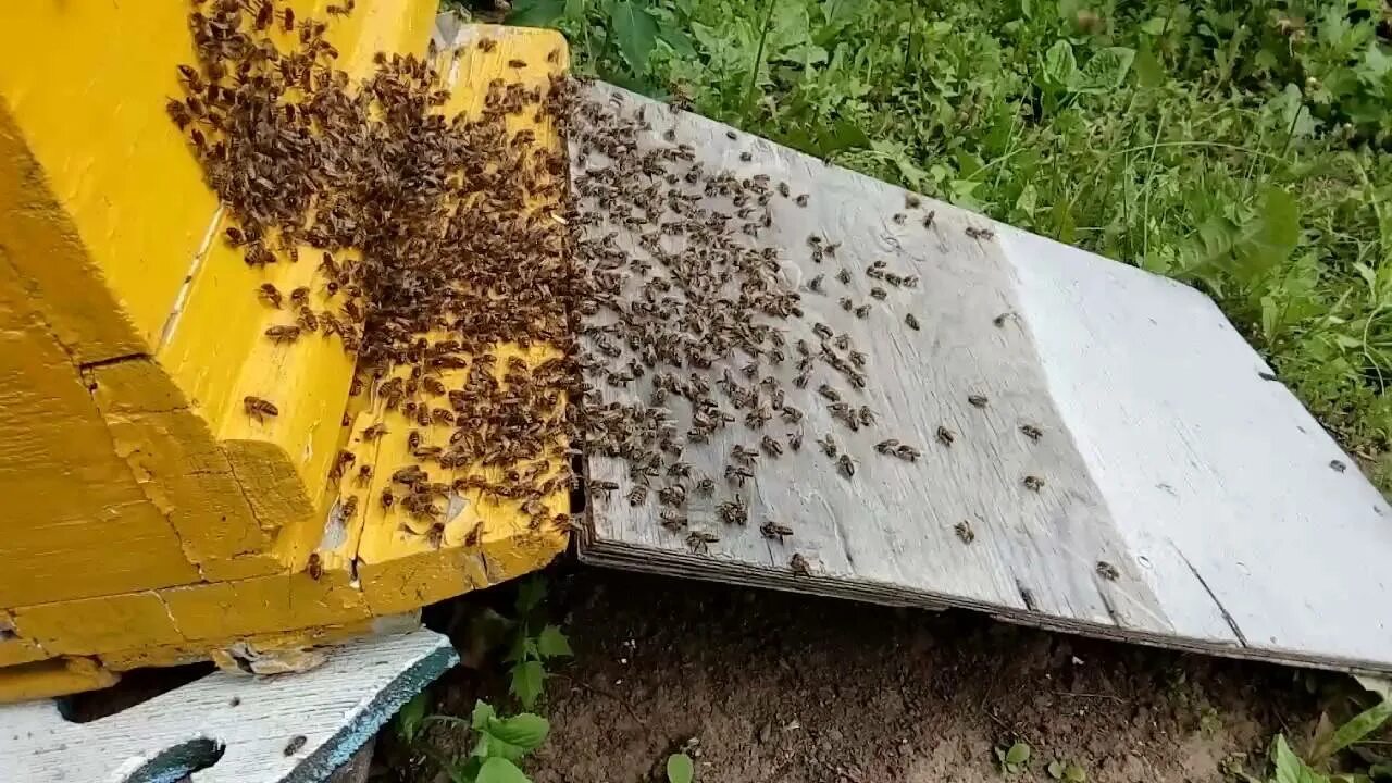 Когда появляются маточники. Маточник пчелиный. Искусственные маточники пчел. Размер маточников пчелиных. Облет пчеломатки.