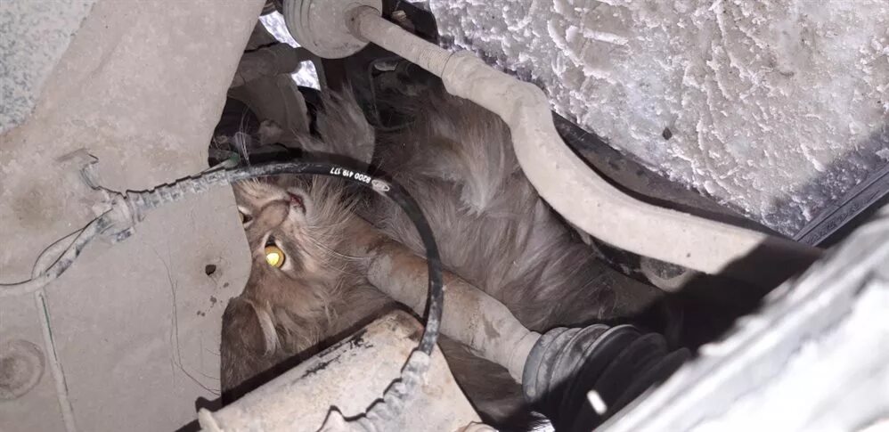 Как вытащить кота