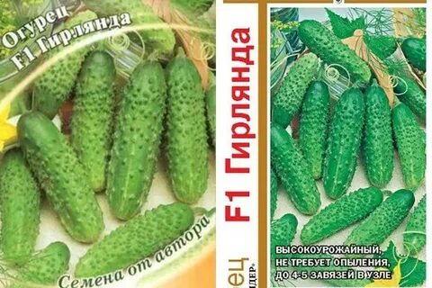 Сорт огурца гирлянда фото