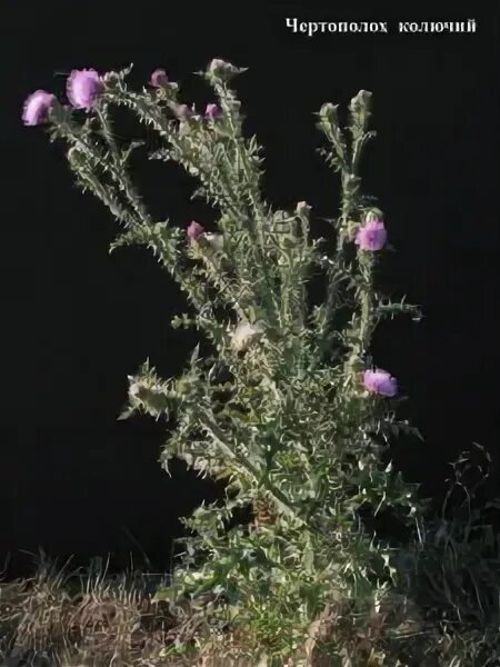 Чертополох мелкоголовчатый. Татарник колючий чертополох. Чертополох колючий, шиповатый, акантоидный, акантолистный. Чертополох джек николсон. Чертополох тернистый читать.