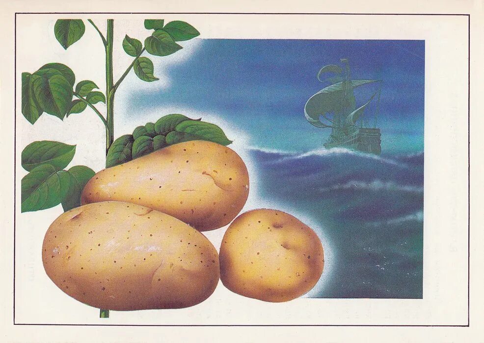 Картофель по слогам. Родина картофеля южная америка. картофель пасленовые. картофель в россии история петр 1. родина культурных растений картофель.