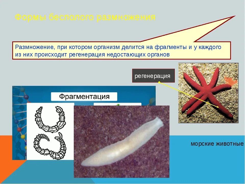 Урок размножение 9 класс