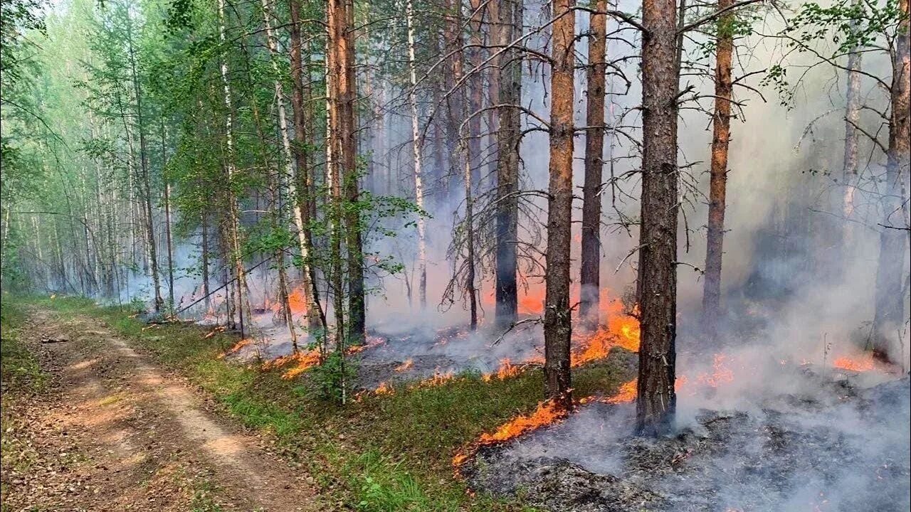 Лесные пожары. Лес в огне. Горящий лес. Лесные пожары картинки.