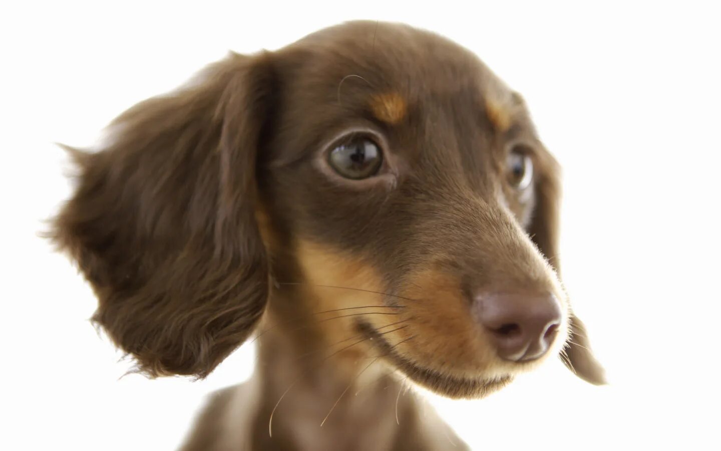 Такса мордочка. Такса собака. Такса рыжая короткошерстная. Морда таксы. Голова таксы.