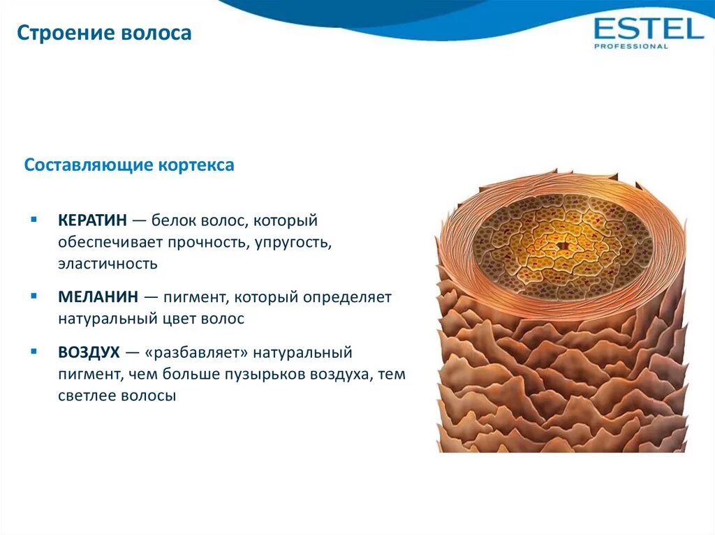 Пигмент содержащийся в коже. Строение волоса пигмент меланин. Структуры волокон кортекса волоса. Строение волоса меланин. Из чего состоит структура волоса.