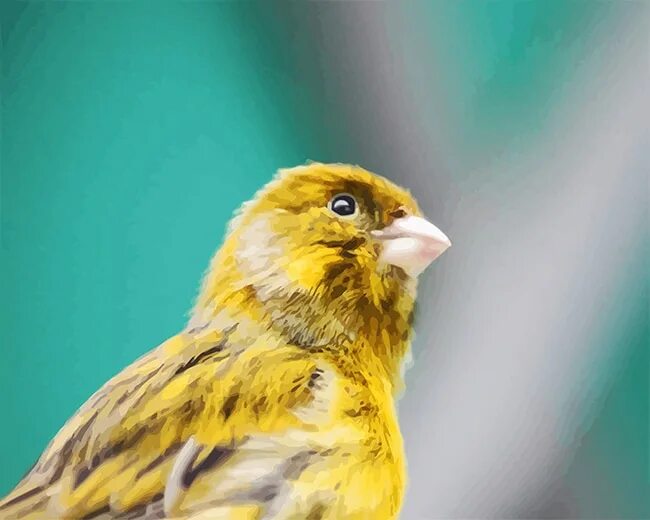 Arabian Golden Sparrow on the branch photo and wallpaper. All Arabian Golden Spa