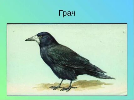Грач возраст
