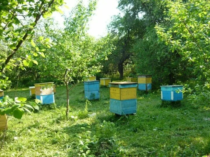 Пасека Иноземцевых, мёд и продукты пчеловодства, Береговая ул., 56, д. Большая П