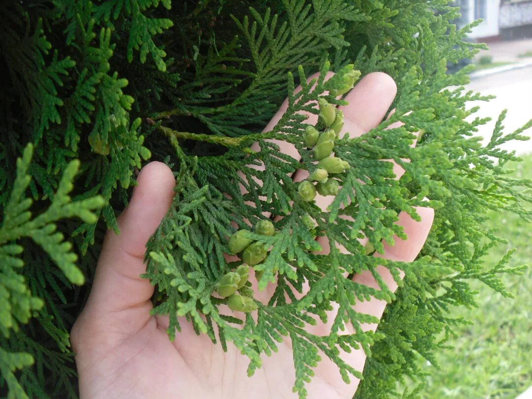 Пахнущие хвойные. Кипарис вечнозеленый (Cupressus sempervirens). Туя кипарисовик. Хвойник Хамаекипарис. Хвойник Купрессус.