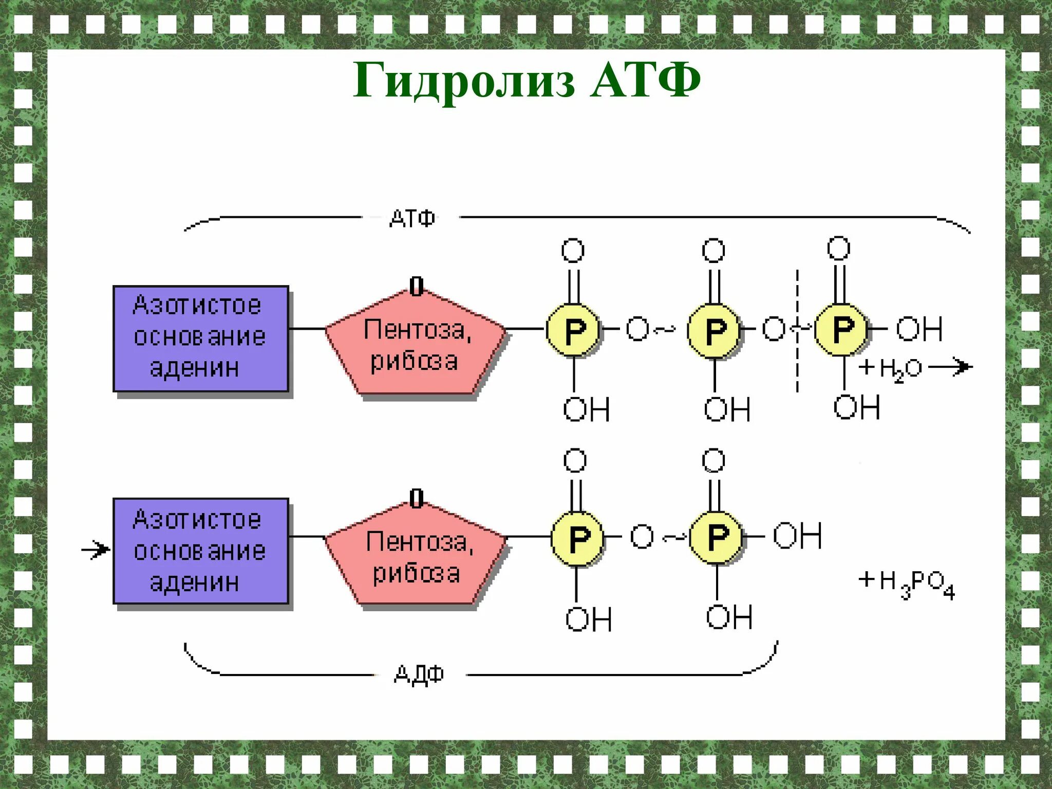 Остатки фосфорной кислоты в атф. Химическая структура атф. строение атф и адф. строение молекулы атф. структура молекулы атф.