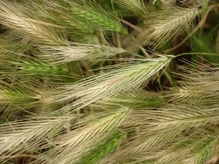 Foxtail