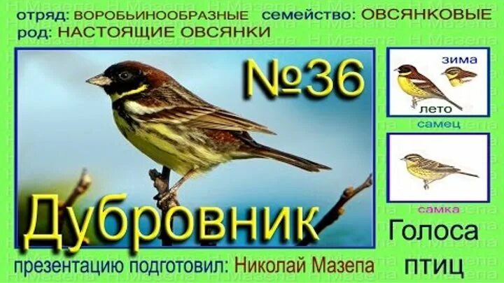 Овсянка птица голос. Голоса птиц с названиями. Дубровник птица. Овсянка Дубровник.