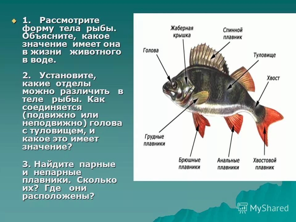 Какое тело у рыб. Форма тела рыб. Какое значение имеет форма тела рыбы. Отделы тела рыбы. Какую форму тела имеет рыба.