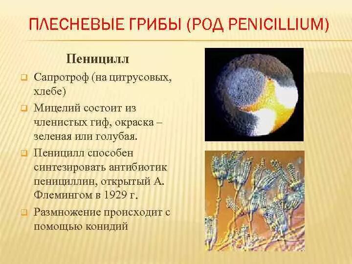 Способ питания пеницилла. Мицелий гриба рода пеницилл строение. Пеницилл сапротроф. Пеницилл сапрофит. Гриб пеницилл Тип питания.