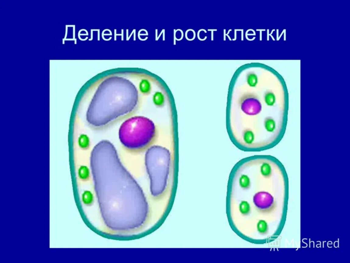 Жизни деятельности клетки. Процесс деления клетки 6 класс биология. Клетка: процессы жизнедеятельности клетки. Жизнедеятельность клетки растений деление и рост. Жизнедеятельность клетки 5 класс биология деление клетки.
