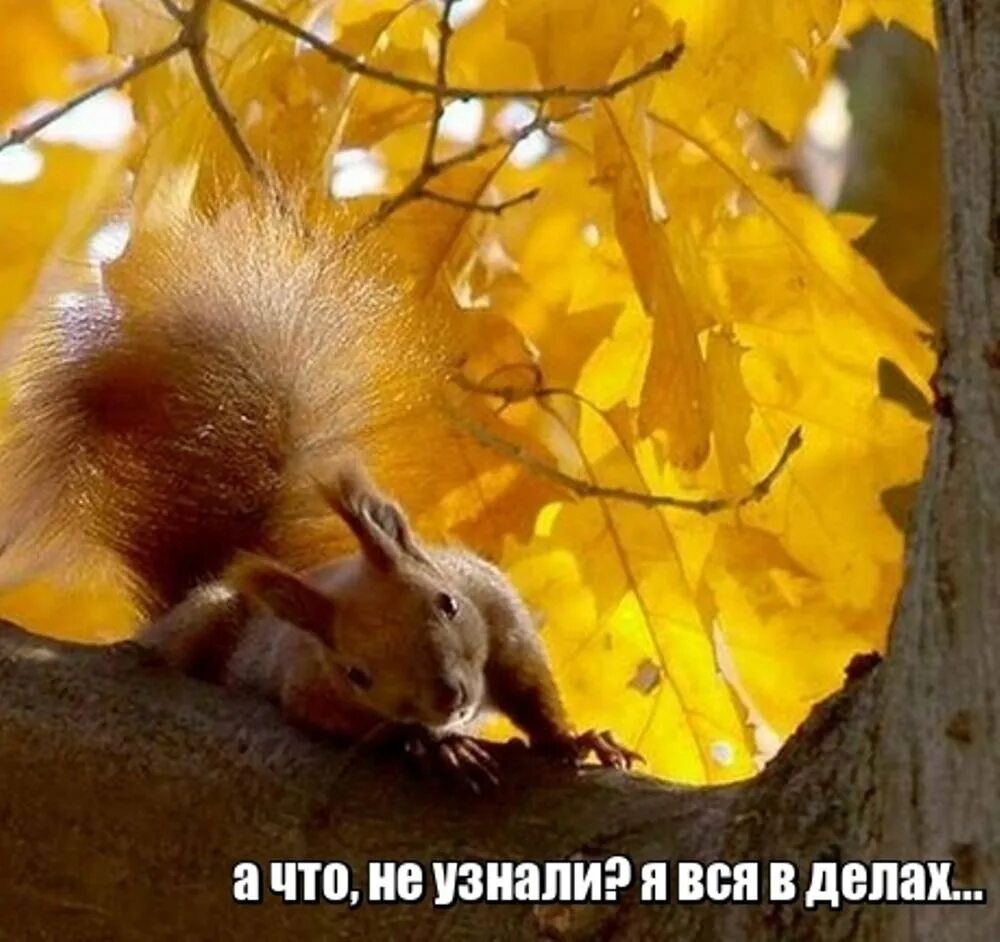 открытки с добрым утром пятницы осенние. доброе утро картинки пятница прикольные осень. с добрым осенним утром пят. доброе утро картинки пятница прикольные осень. с добрым осенним утром пятницы.