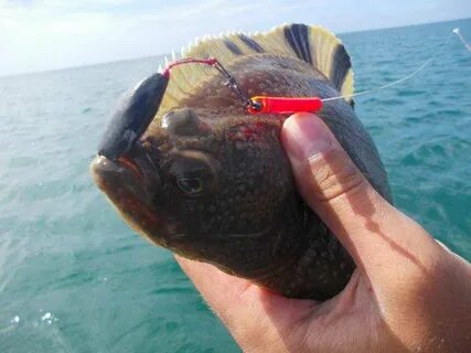 Камбала на что ловить в море