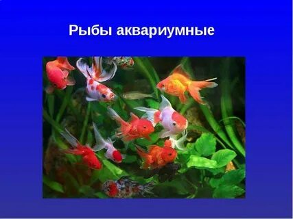 Биологическая наука изучающая аквариумных рыбок