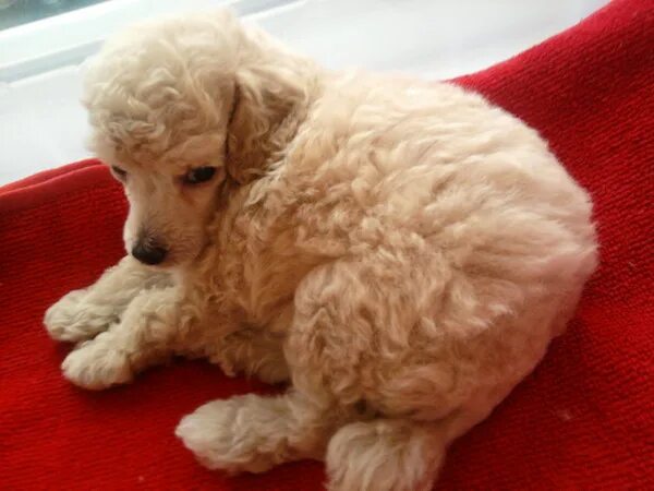 чистокровный королевский пудель. карликовый королевский пудель. королевский пудель. пудель 1. белый королевский пудель арто.