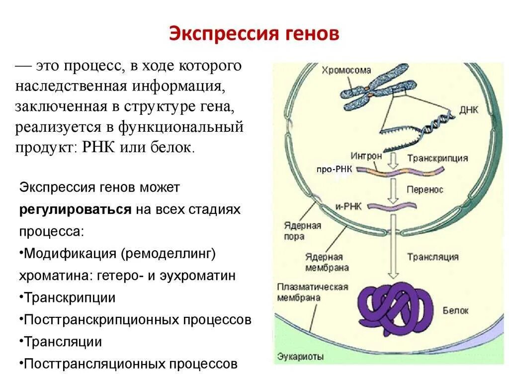 Последовательность этапов экспрессии генов у прокариот. Этапы экспрессии Гена и синтеза белка. Процесс экспрессии генов. Биосинтез белка Экспрессия генов. Наследственная информация растений