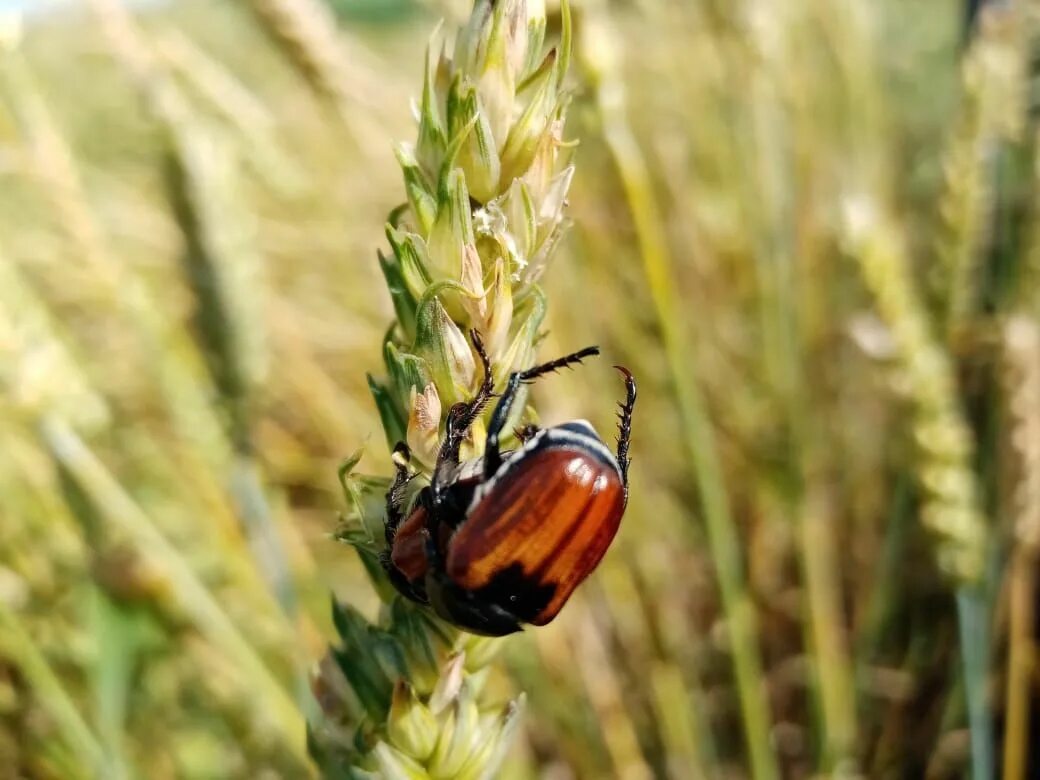 Вредитель хлебных злаков. Вредитель хлебных злаков. Хлебная жужелица (zabrus gibbus). Вредитель хлебных злаков. Жук пьявица тля.