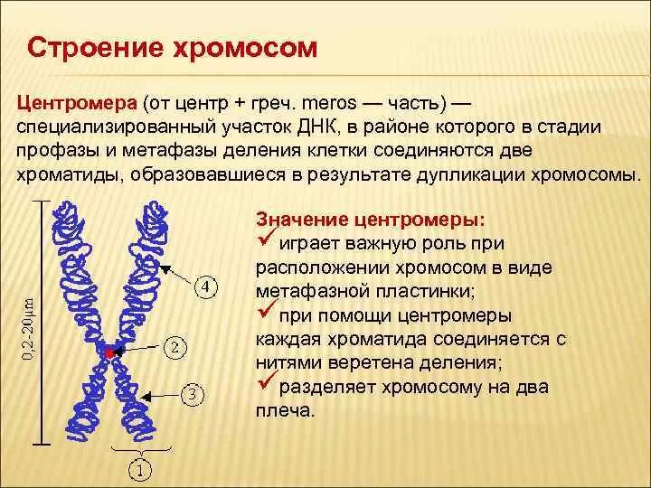 Хромосомы строение и функции. Строение хромосомы после репликации ДНК. Хромосомы строение состав функции. Участки хромосом называют