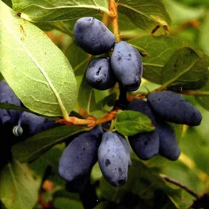 жимолость рупрехта куст. ирга арония. жимолость смородина. крыжовник смородина жимолость. сорта черники садовой для средней полосы.