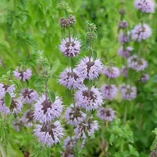 Pennyroyal tea