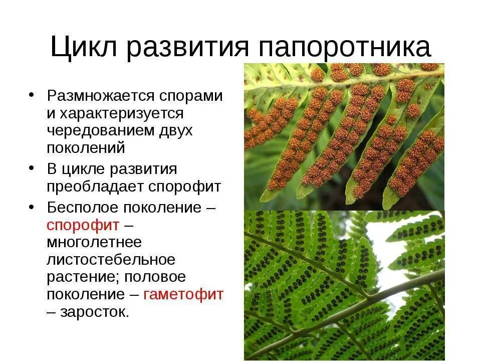 Размножение спорами относится к. Размножение папоротника спорами. Размножение папоротникообразных схема. Размножение папоротников схема. Папоротниковидные растения размножение.