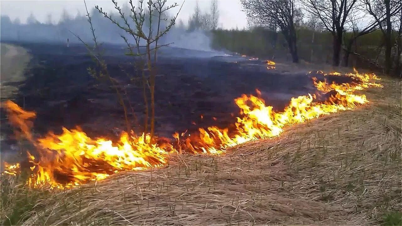 Травяные палы. Пал сухой растительности. Поджог травы. Возгорание травы. Сильное горение