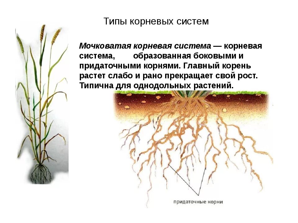 Мочковатая система у однодольных или двудольных. Мочковатая корневая система у однодольных. Растения с мочковатой системой корня. Бахромчатая корневая система. Растения с мочковатым типом корневой системы.