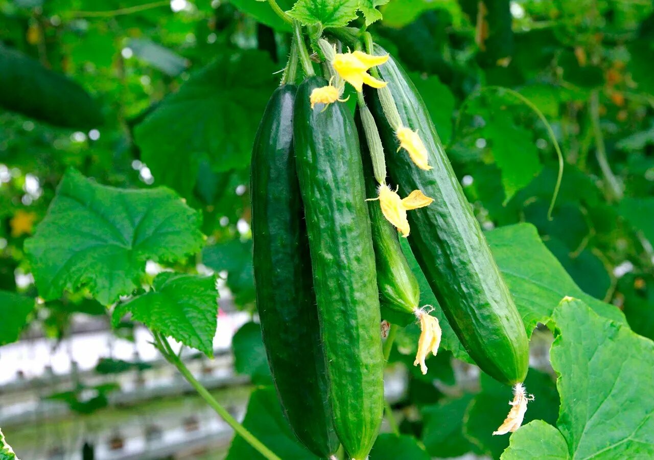 Огурец сорт изящный фото. Огурец мева. Кукумбер огурец. Огурец мева f1. Cucumis sativus.