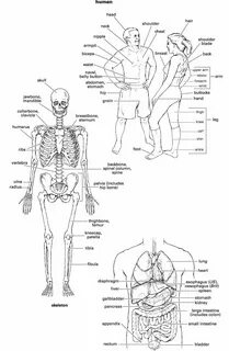 Human defining