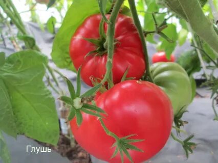 Томаты говядина с куста описание сорта