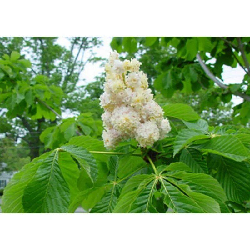 каштан 9. каштан 9. каштан съедобный. каштан конский aesculus hippocastanum 'pyramidalis'. каштан в субтропиках.