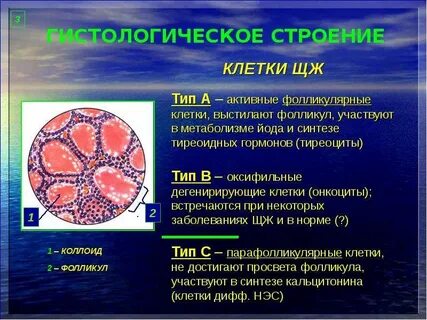 Фолликулярные клетки