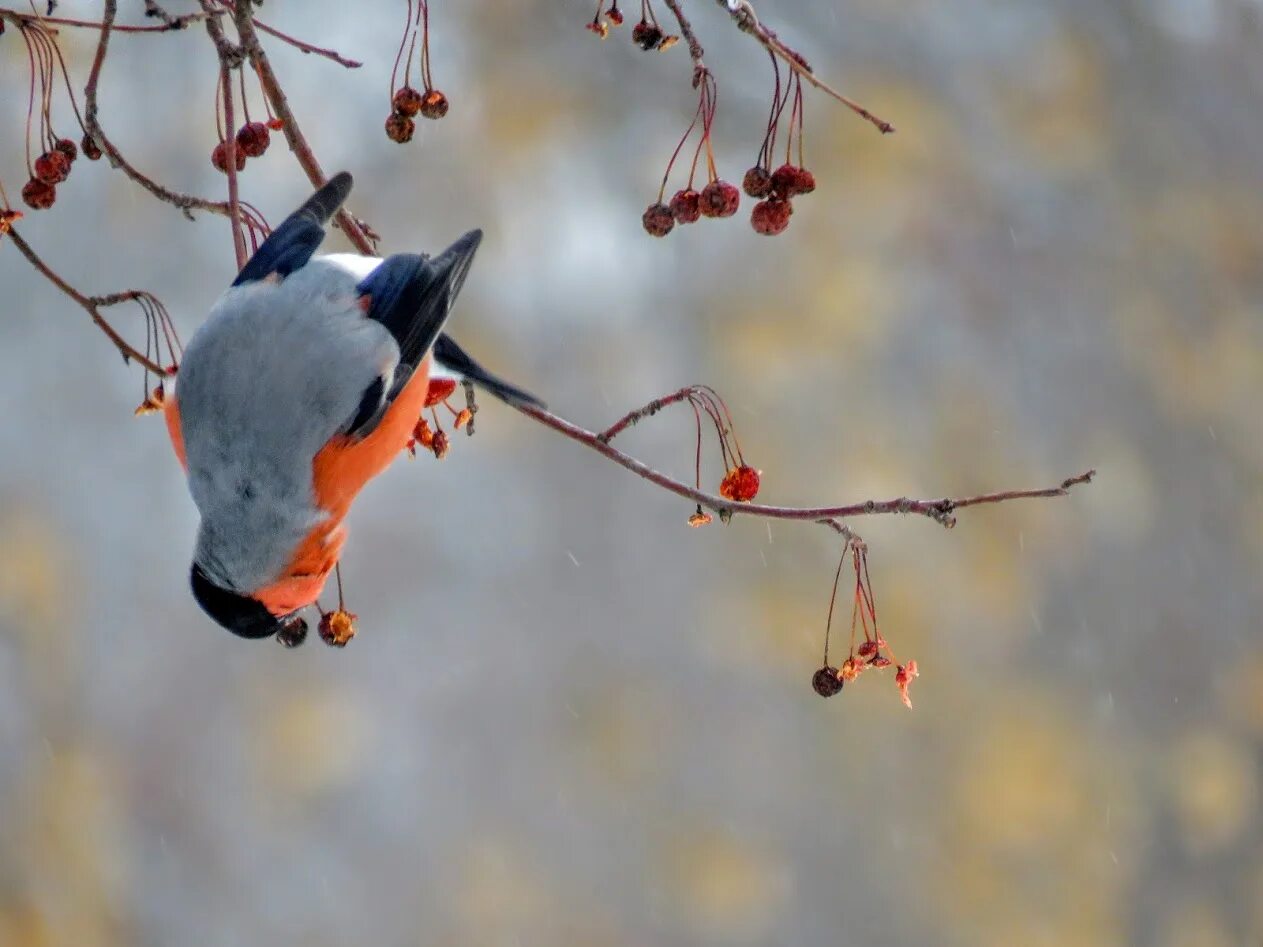 Красноголовый снегирь. Гнездо снегиря. Снегирь дрозд. Красноголовый снегирь. Красноголовый снегирь.