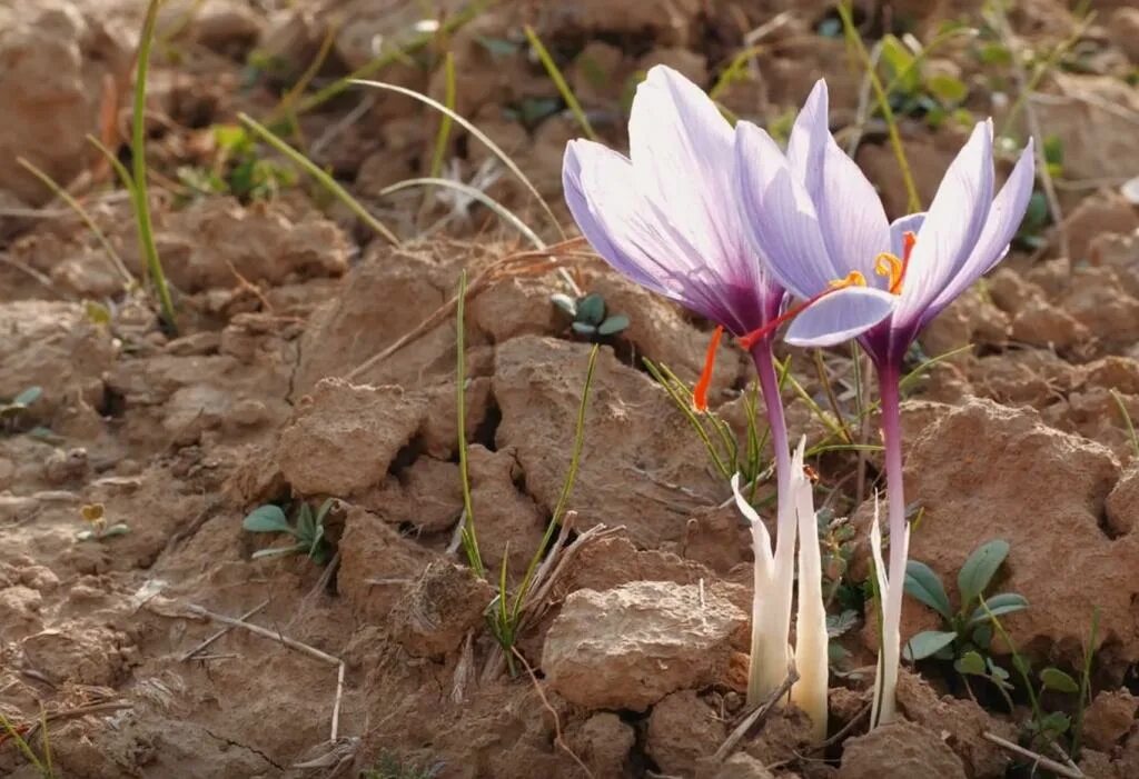 Крокус Шафран посевной. Крокус сативус Шафран. Рокус (Шафран) посевной (Crocus sativus). Шафран специя Крокус. Белый шафран