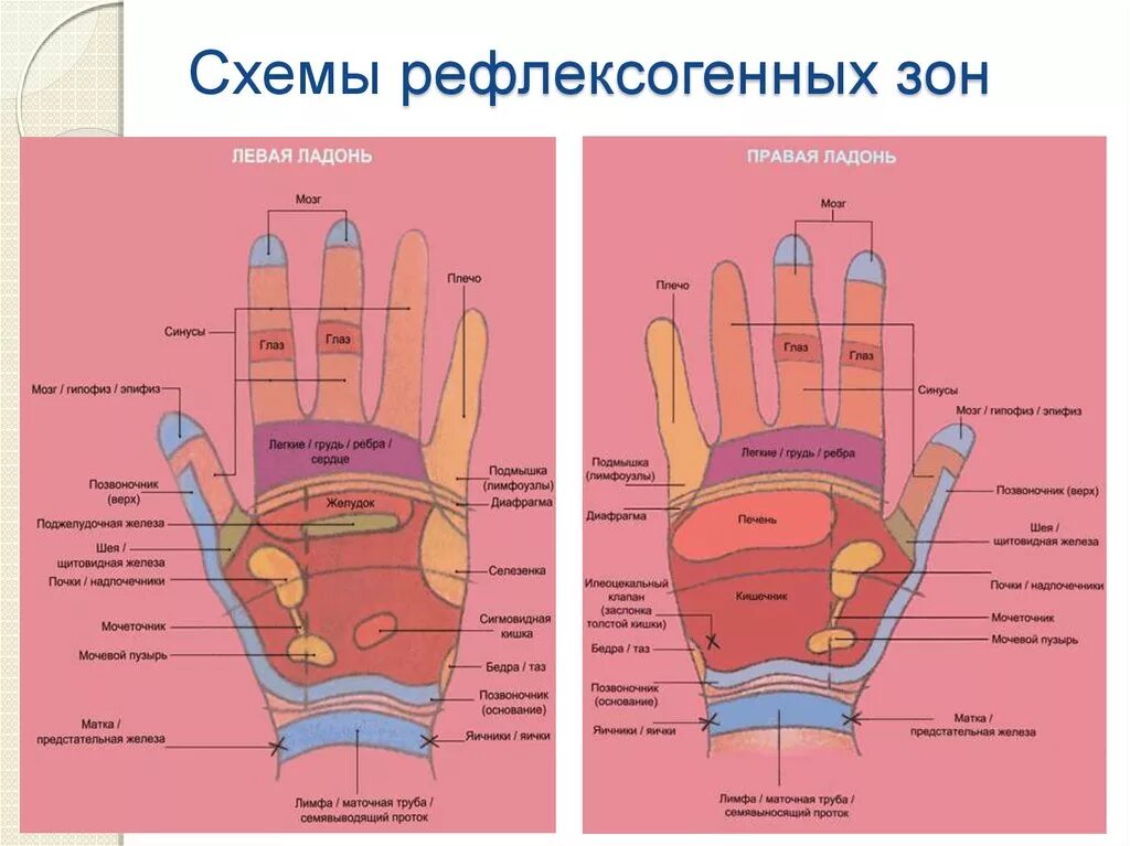 Схема рефлекторных зон на руках. Рефлексогенные зоны на ладони. Рефлекторные зоны ладоней схема. Рефлекторные точки на руках. Точки на запястье руки