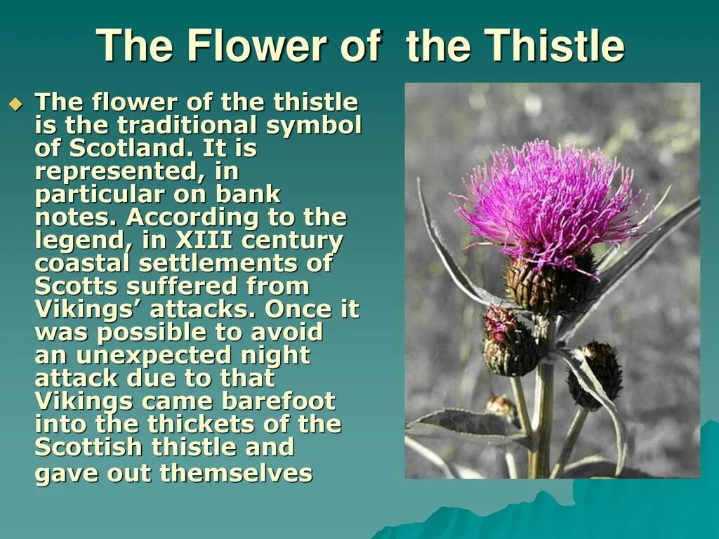 A thistle is the symbol of