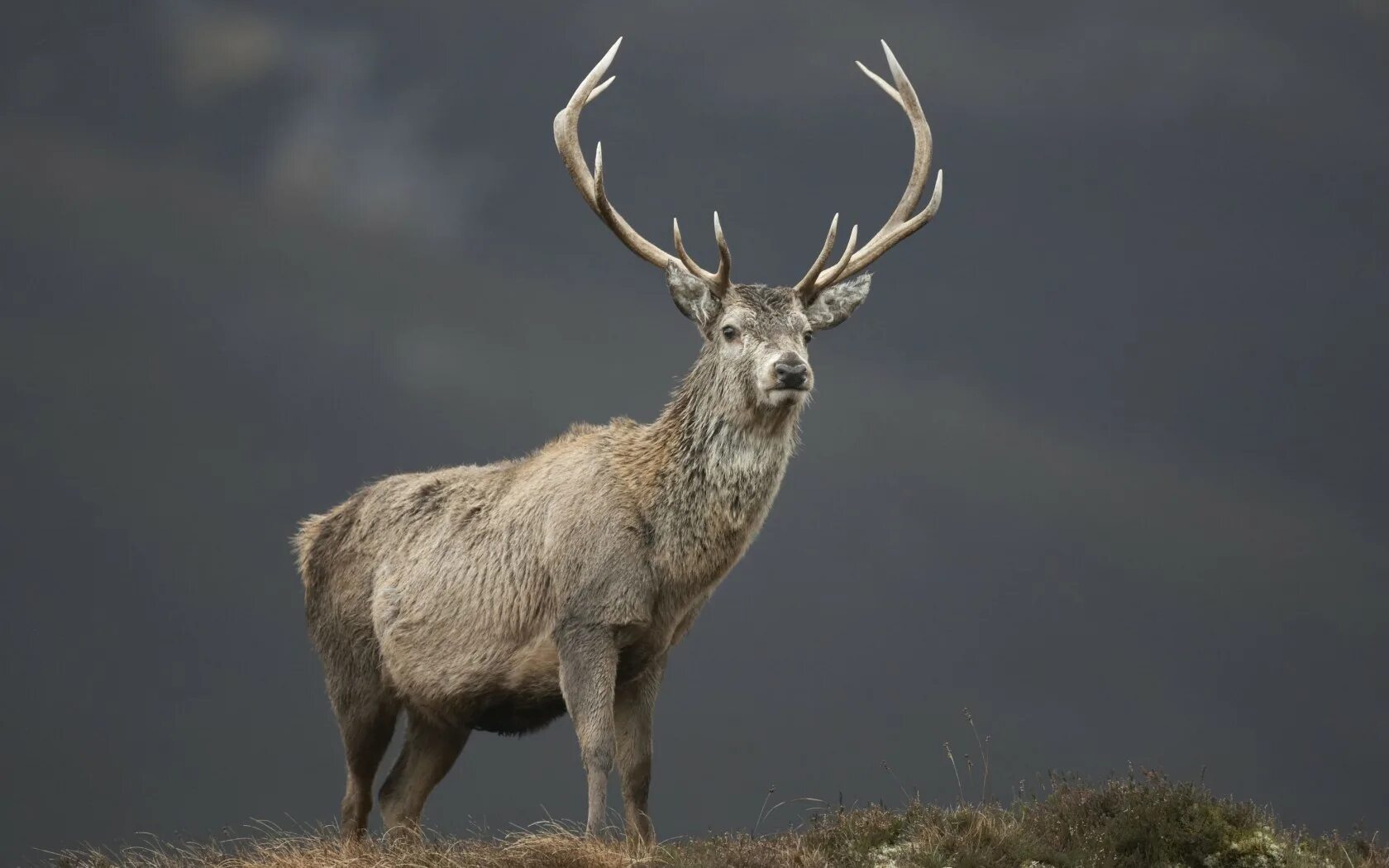 олень забайкалья. благородный олень тайга. уссурийский заповедник изюбрь. марал байкальский заповедник. благородный олень изюбрь.