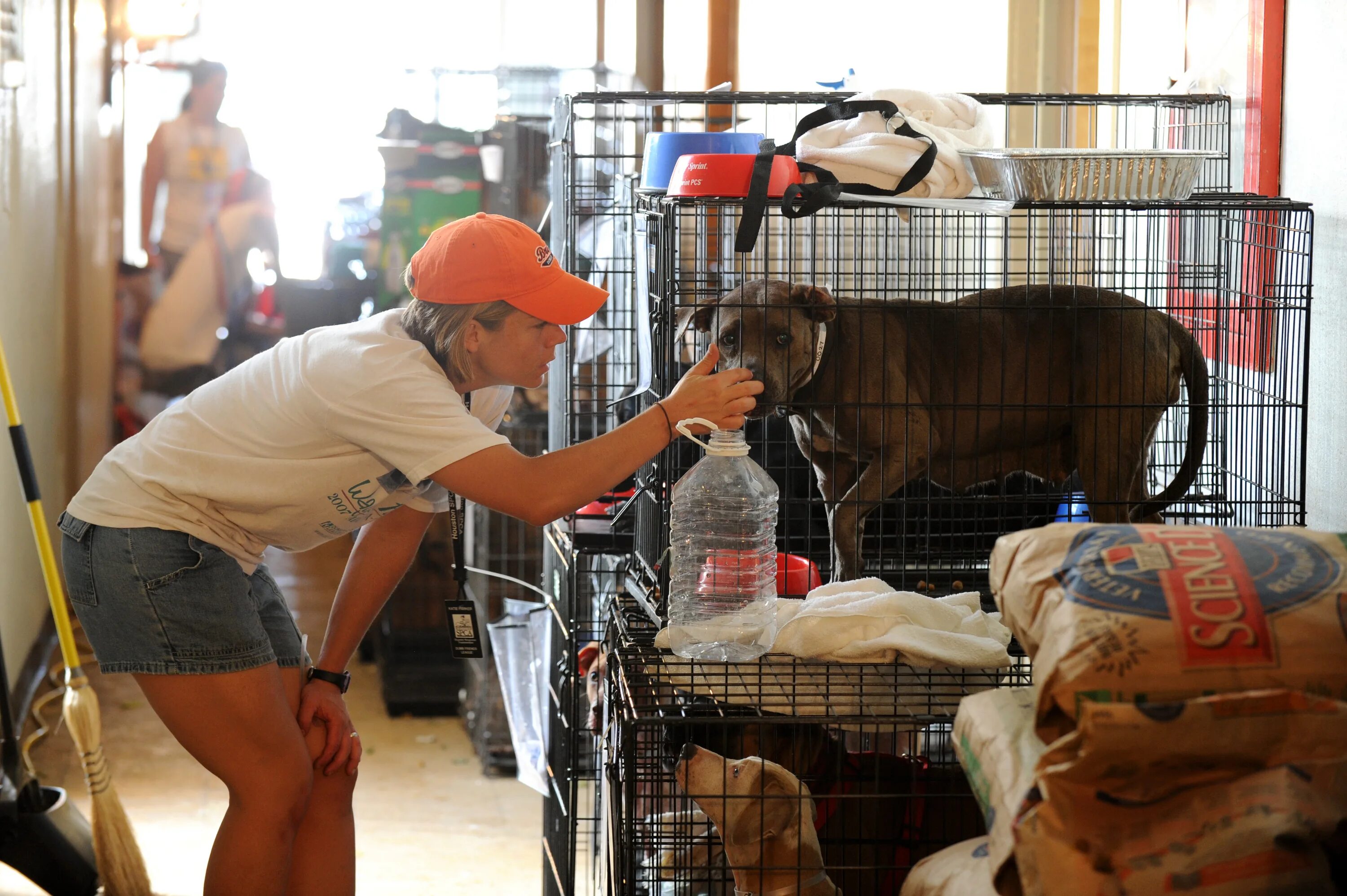 Volunteers help animals. Volunteer at an animal Shelter. Volunteer help animals. Helping at animal Shelter. Animal Care Volunteers.