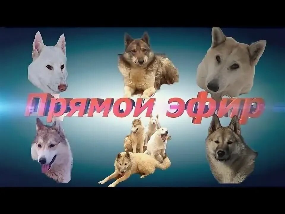 Актив в приложении лайк. Способ накрутки в лайке подписчиков. Как накрутить подписчиков в лайке. Бесплатные каналы в лайке. Как накрутить ботов в лайке.